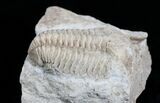 Inch Calymene Celebra Trilobite #4310-2